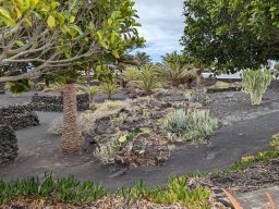 Lanzarote